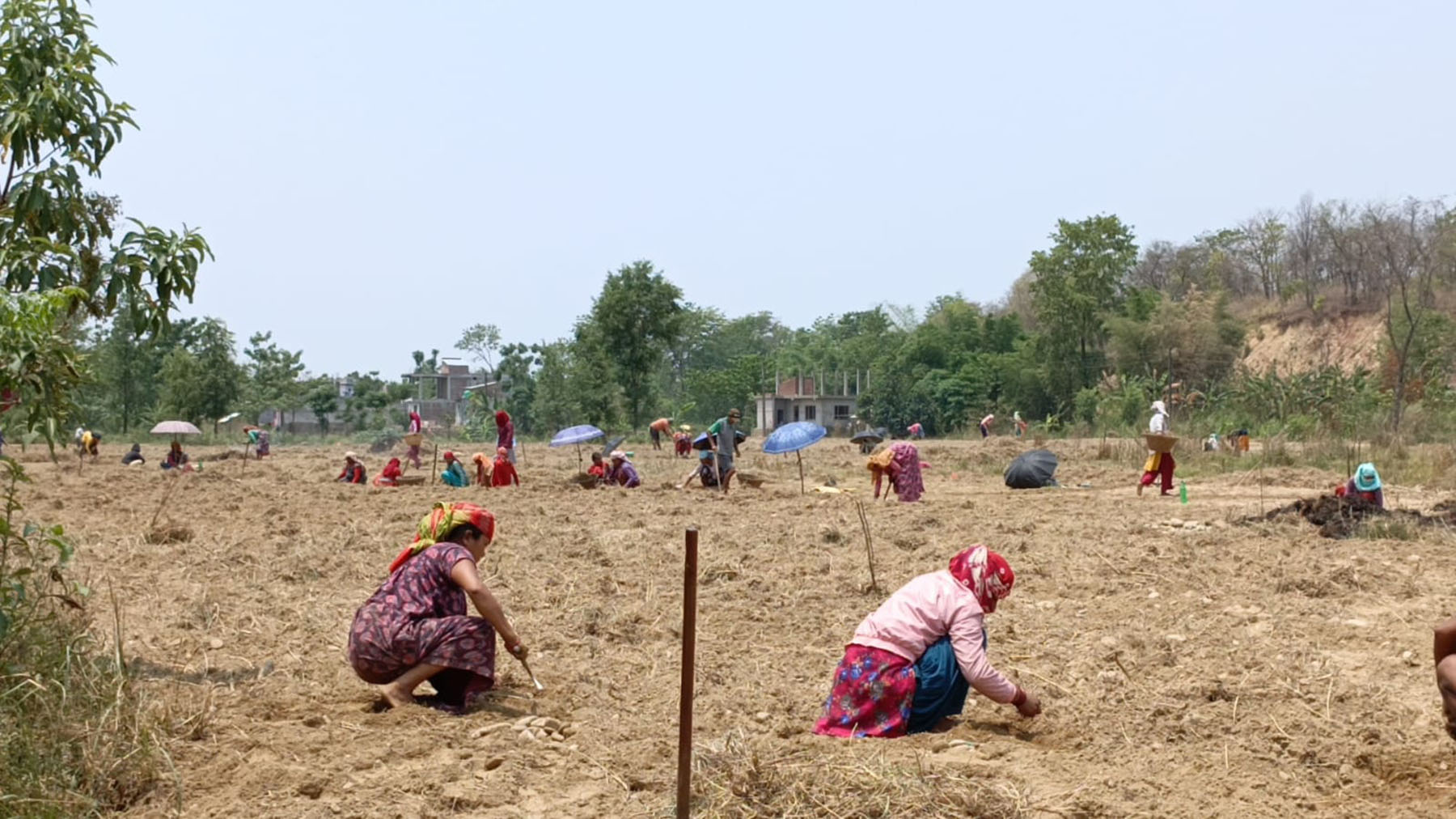 बदाम खेती