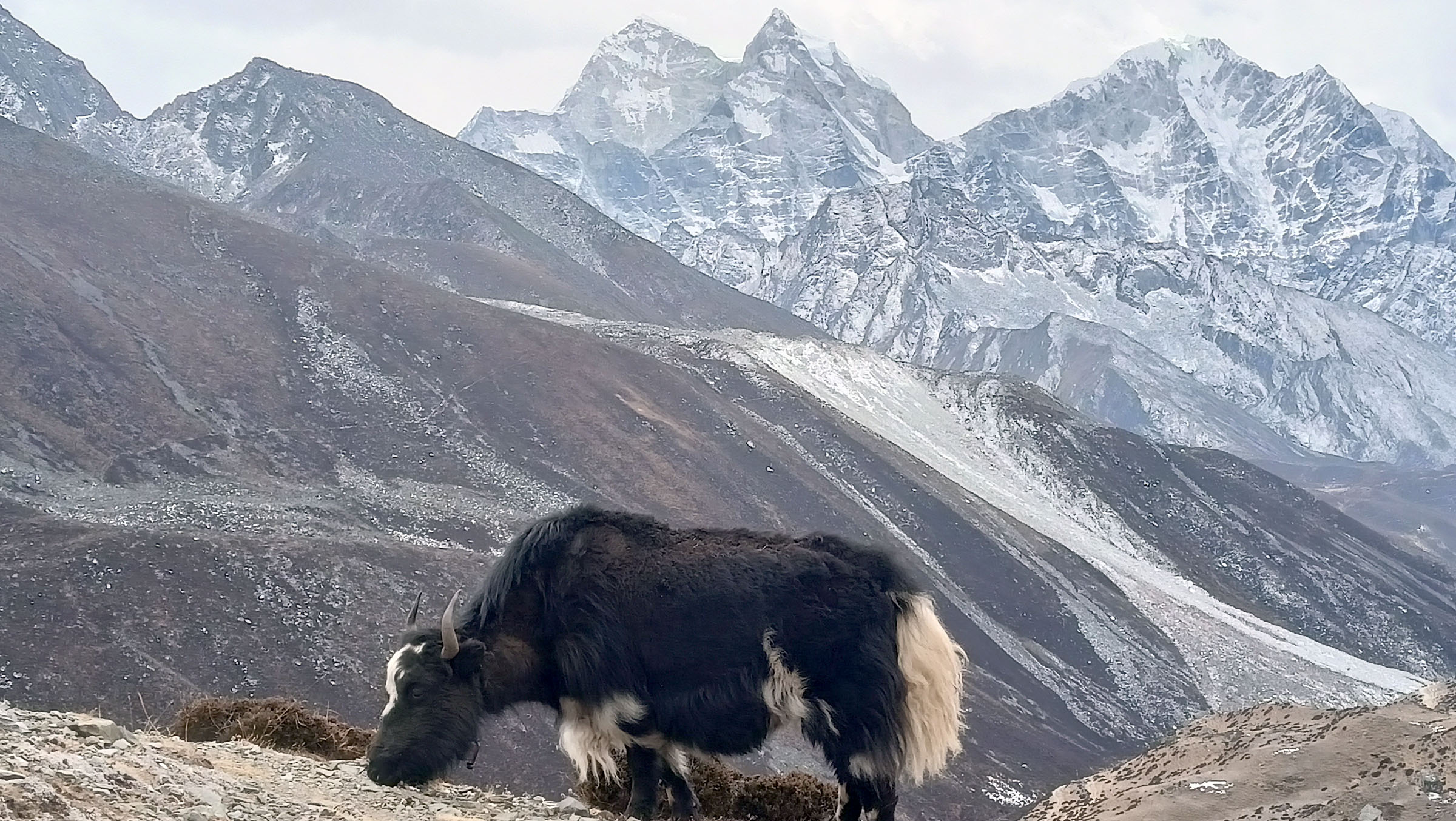 सगरमाथा क्षेत्रमा  चर्दै  गरेको याक