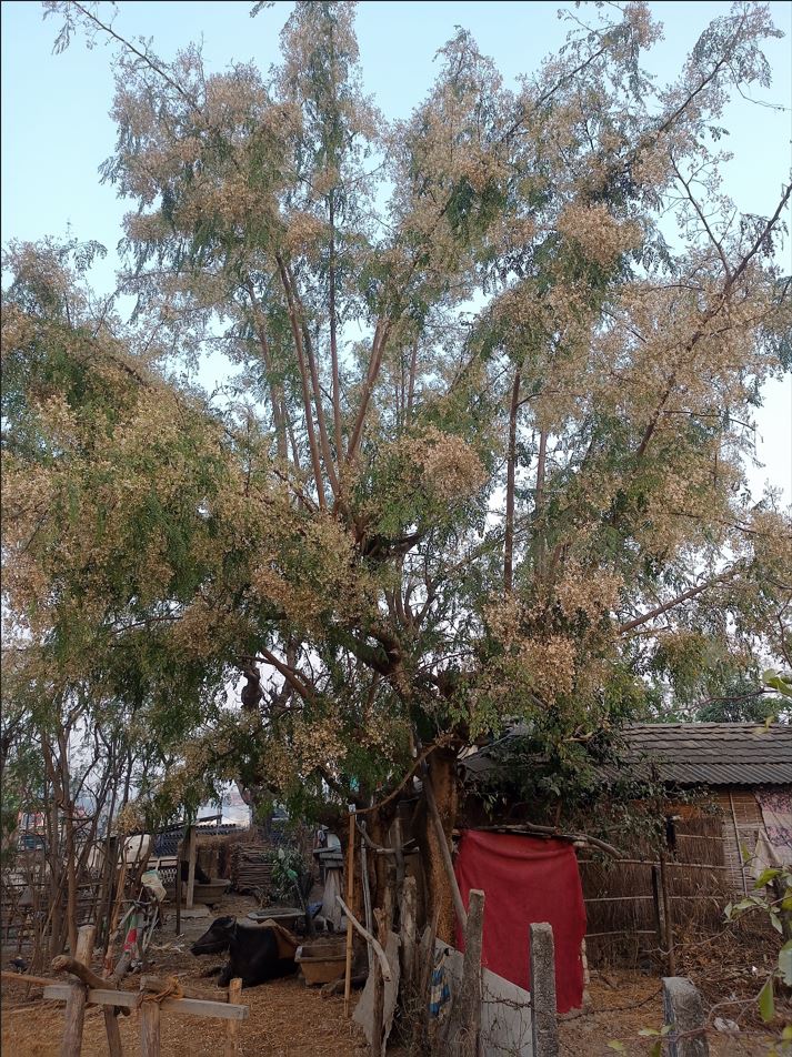 सोहिजनका बोट फुलेर सेताम्यः किसानको मुहारमा खुसी