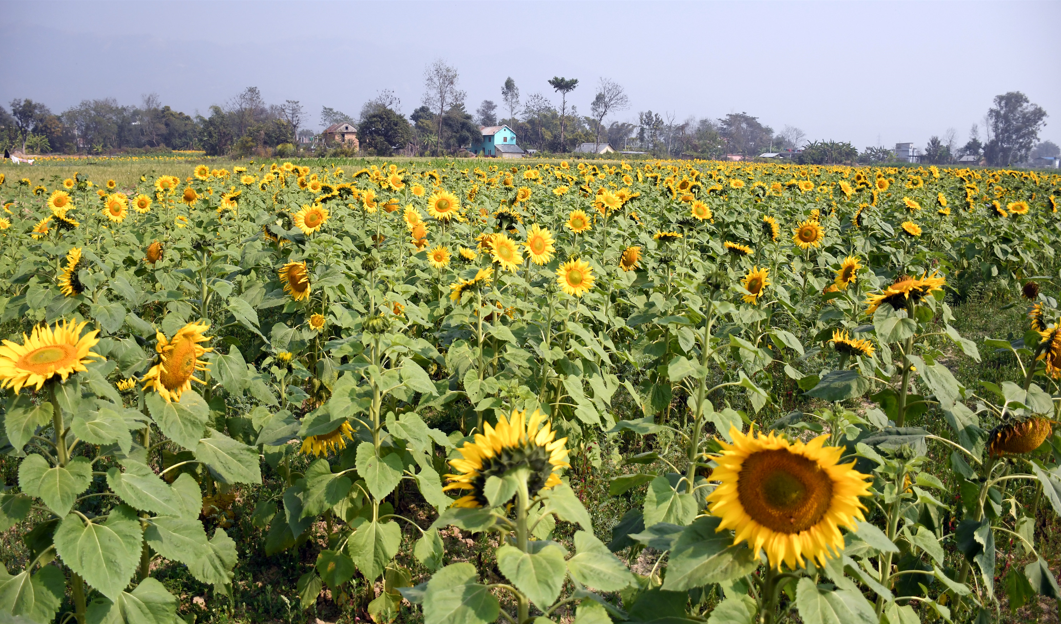 सूर्यमुखी फूलखेती