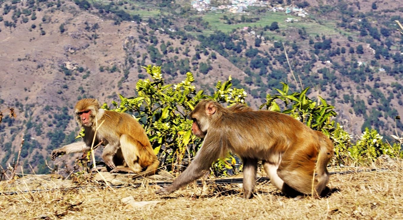 बाँदर धपाउन कर्मचारी !