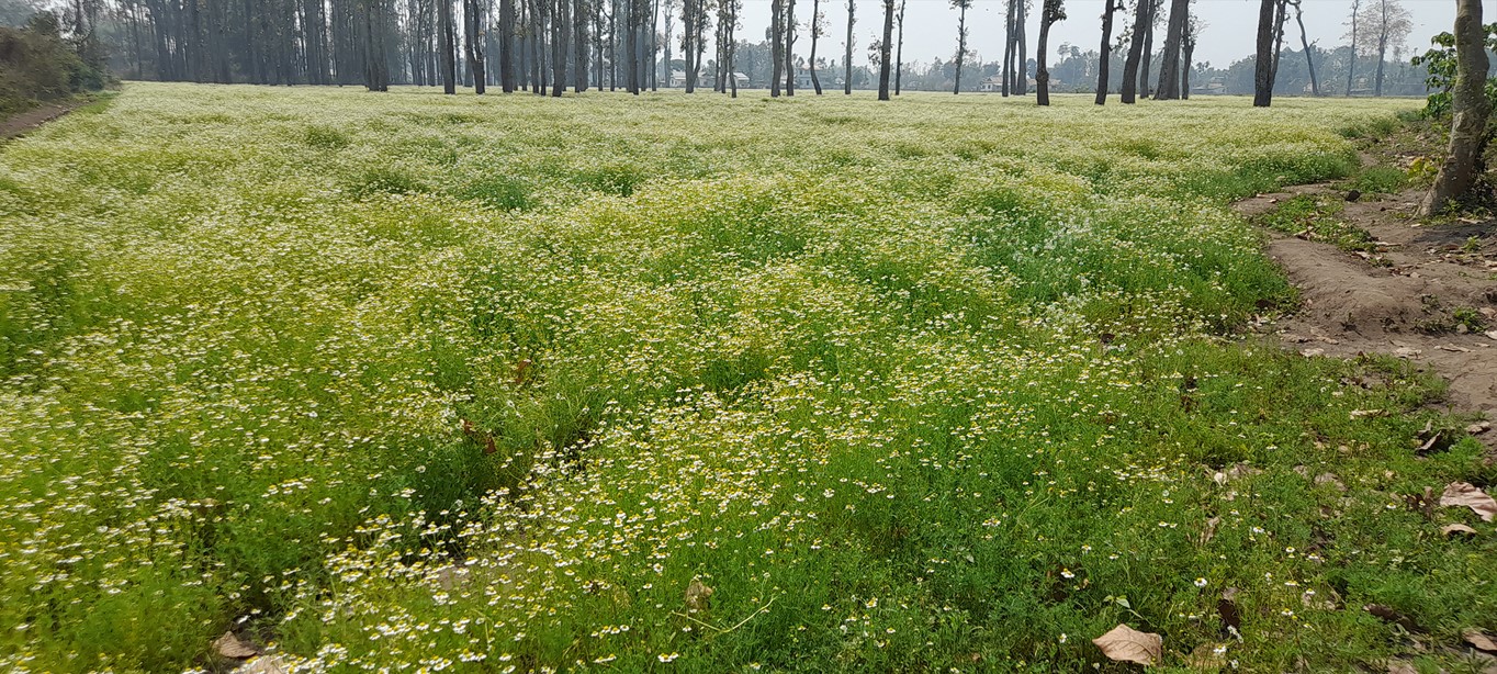 ढकमक्क क्यामोमाइल वनस्पति