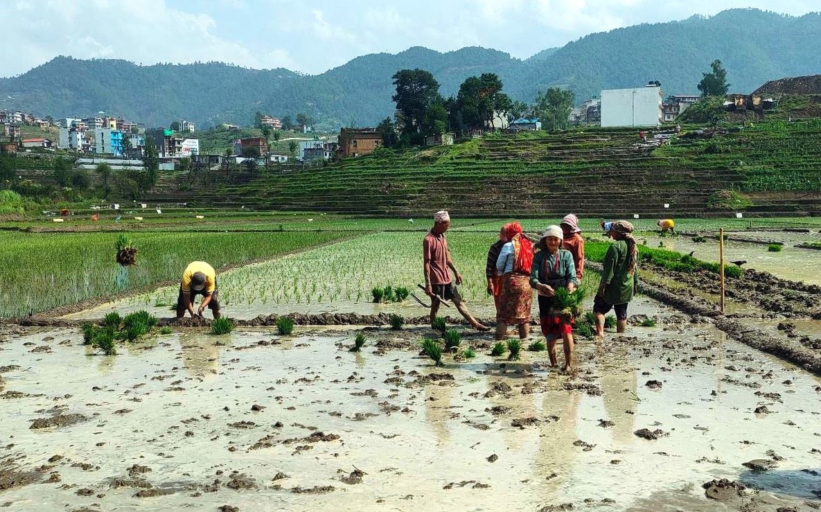 भक्तपुरका किसानलाई धान रोप्ने चटारो