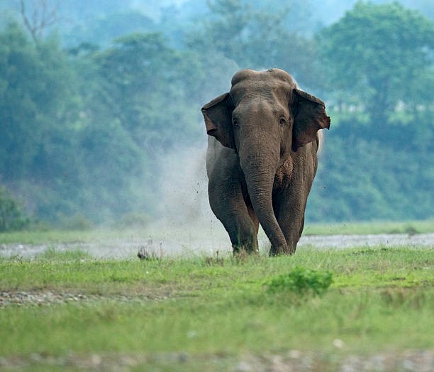 जङगली हात्तीको आक्रमणबाट २२ वर्षीय युवकको मृत्यु