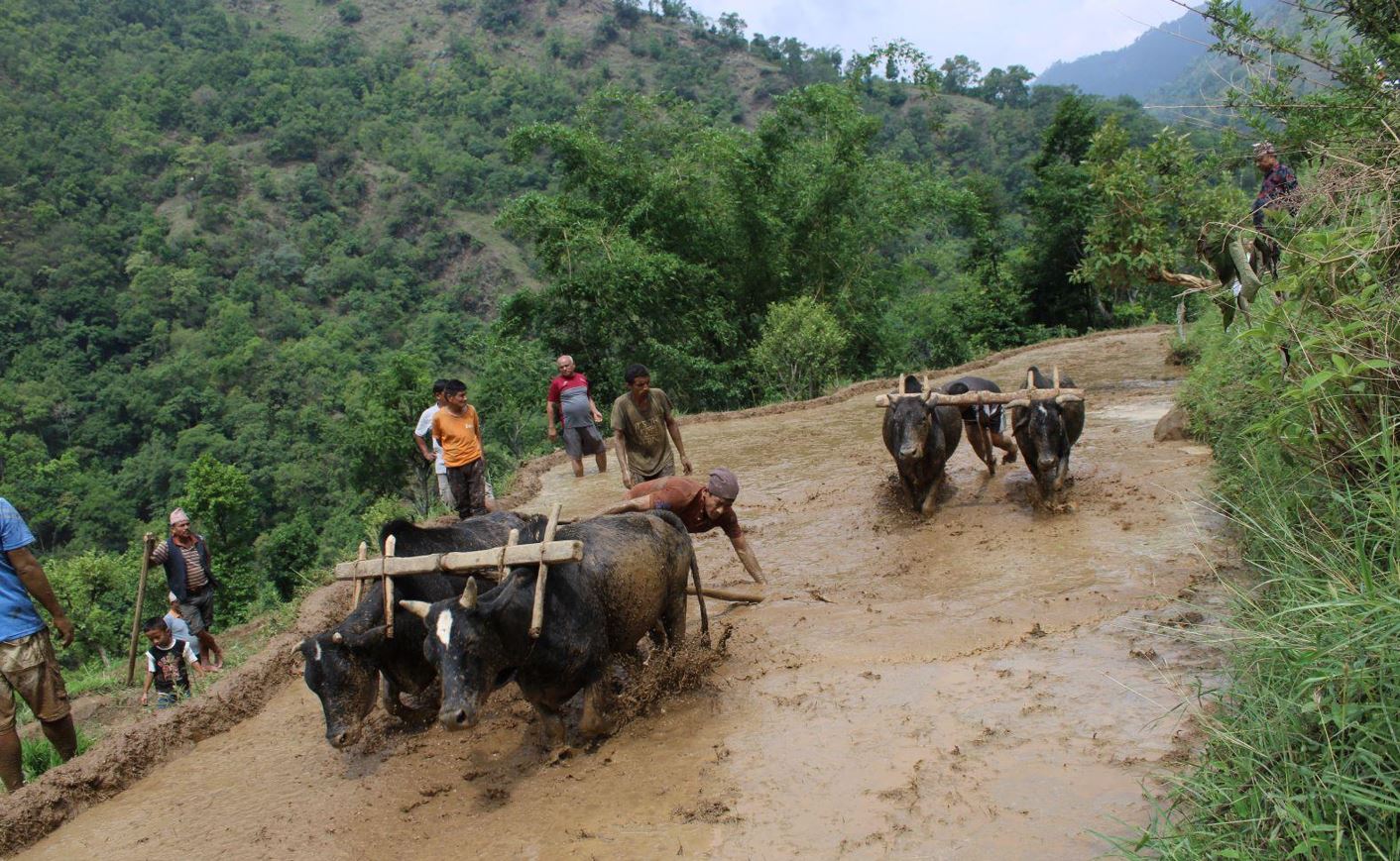 मुलुकभर ३८ प्रतिशत रोपाइँ सम्पन्न