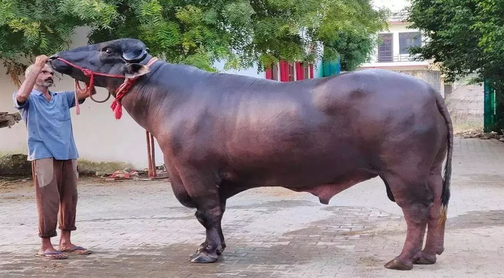 मुर्रा राँगो भैँसी :  नश्ल सुधारका लागि महत्वपूर्ण उपलब्धि