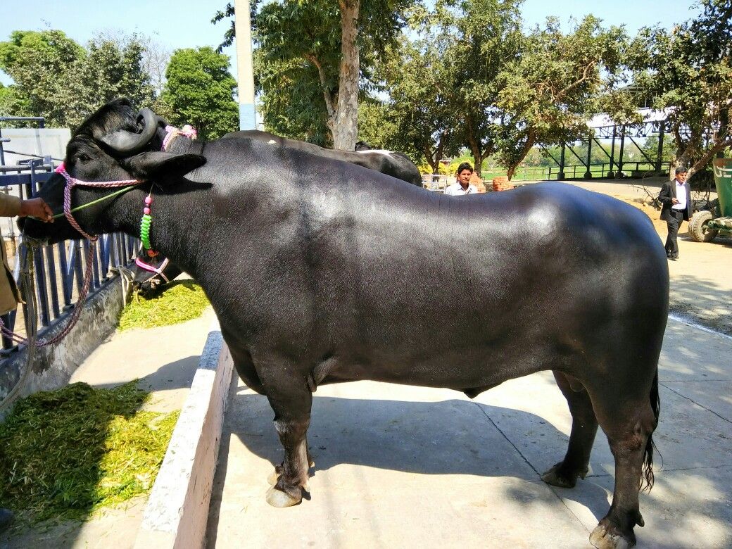 ४ जनाको टोली मुर्रा राँगा लिन भारत जाँदै