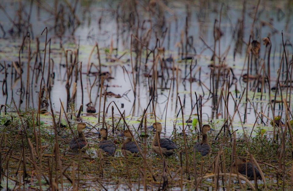 बाँकेमा ३२ प्रजातिका हिउँदे आगन्तुक जलचर चरा भेटिए