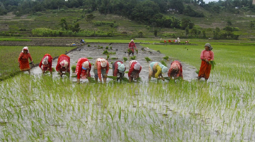 आज असार १५ अर्थात राष्ट्रिय धान दिवस मनाइँदै