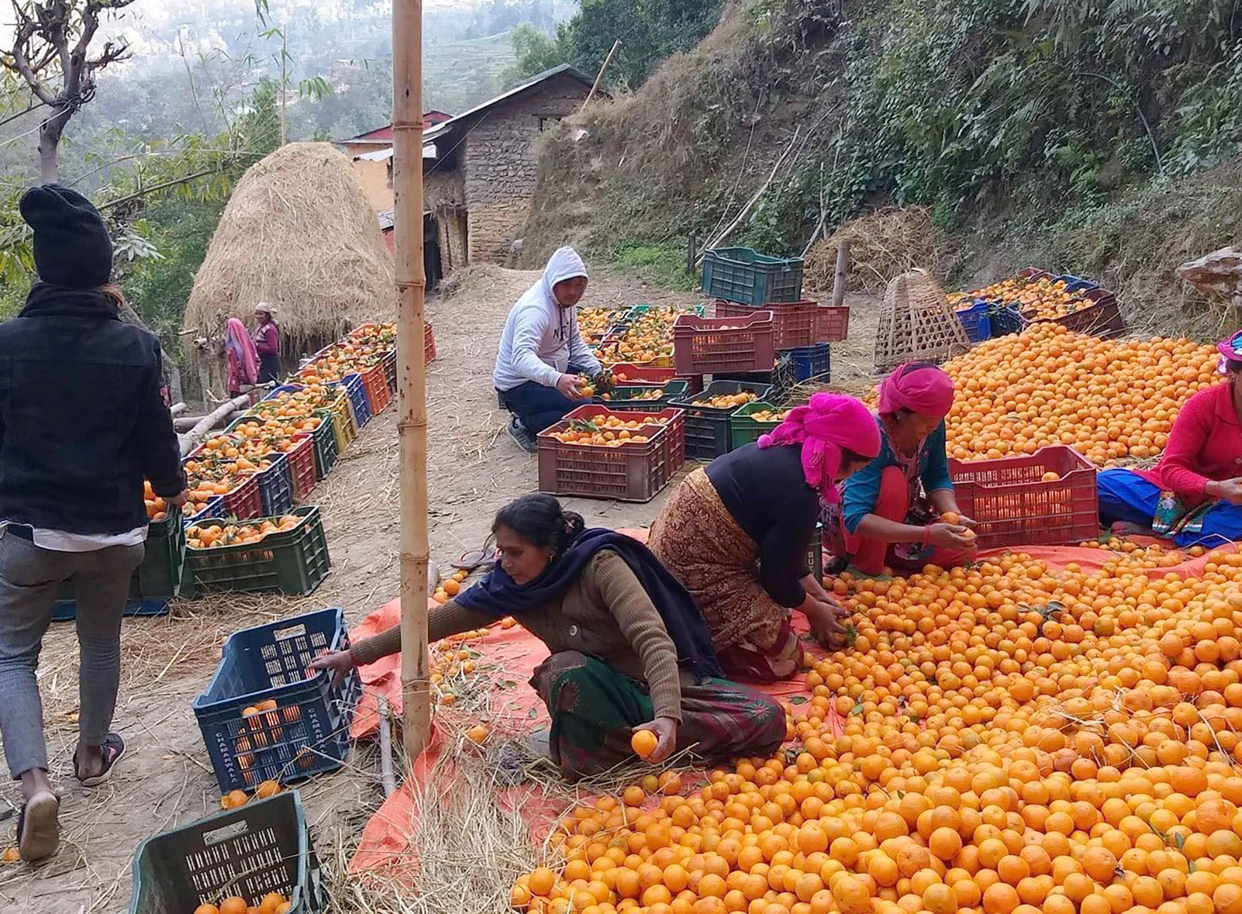 बागलुङमा सुन्तलाखेतीप्रति आकर्षण बढ्दै