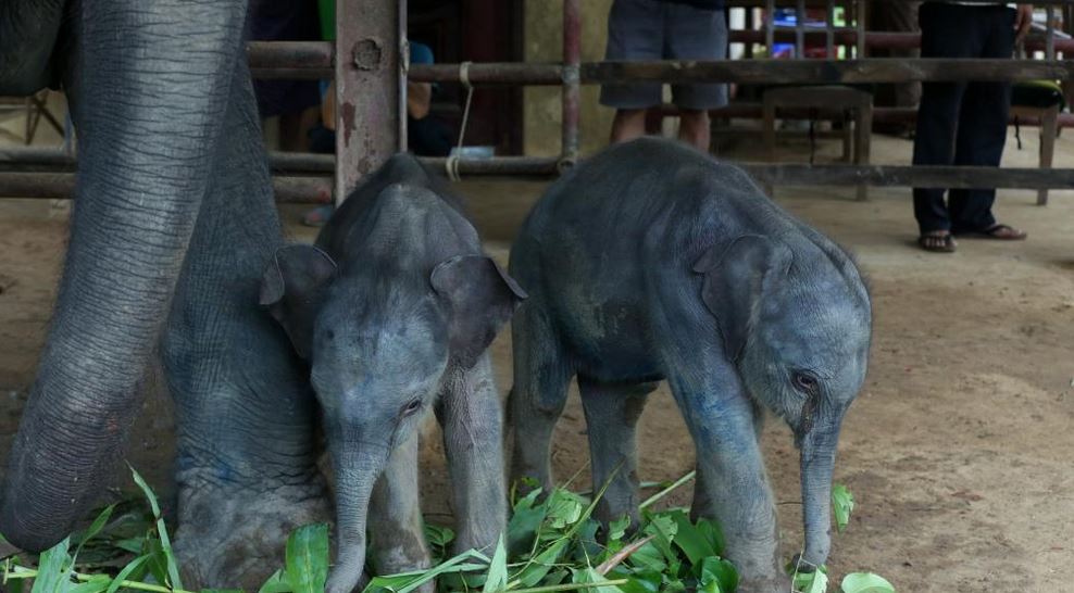 हात्तीबाट जुम्ल्याहा सन्तानको जन्म