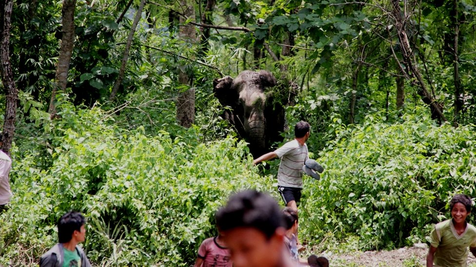 जङ्गली हात्तीको आक्रमणमा परी मकवानपुरमा एक जनाको मृत्यु