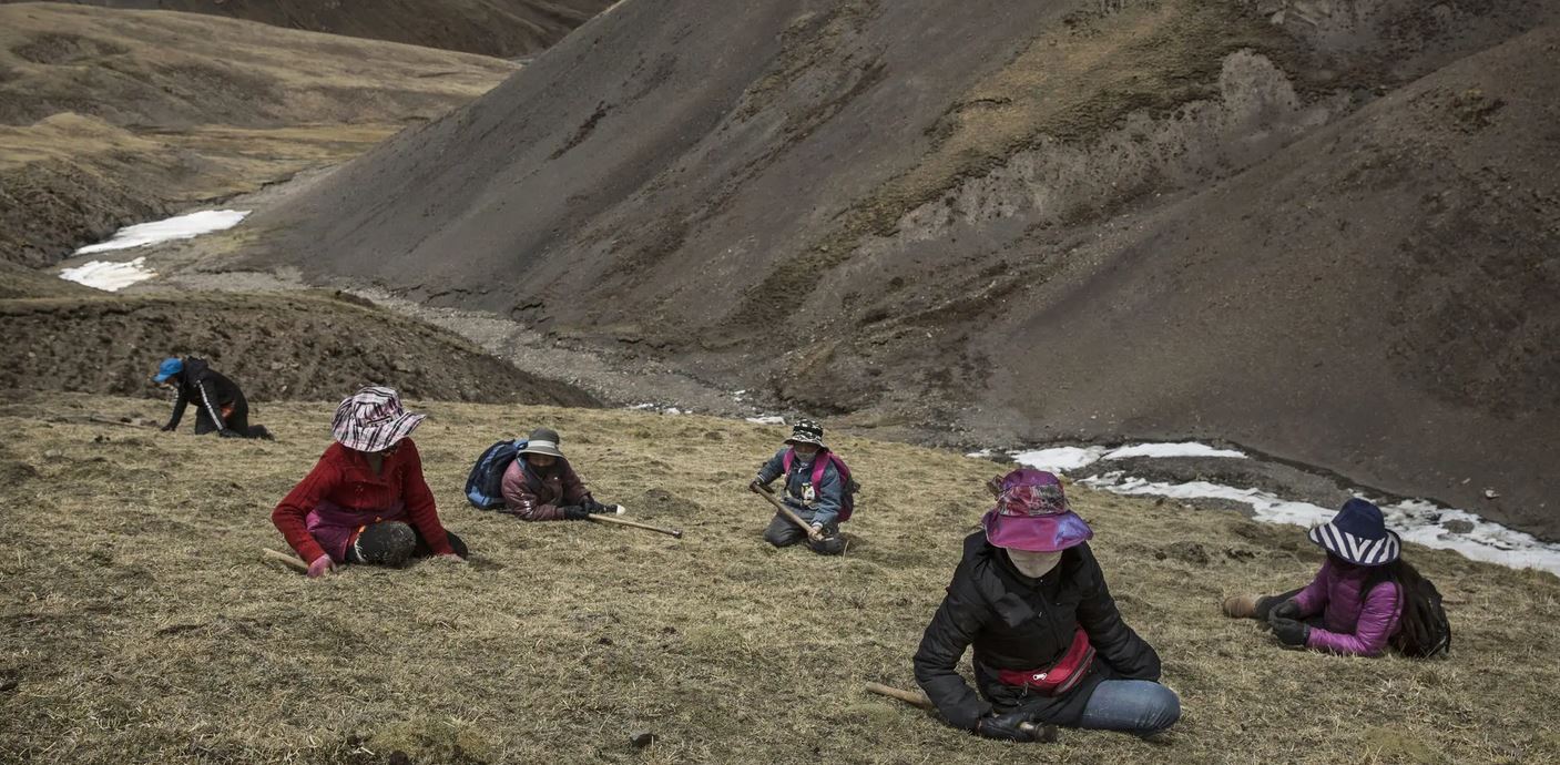 मुगुमा यार्सा सङ्कलन गर्न गएका चारजनाको मृत्यु, एक सिकिस्त